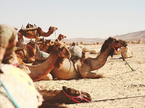 פעילויות ואטרקציות בסביבה
